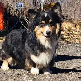 Ruffles - Pembroke Welsh Corgi