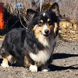 Ruffles - Pembroke Welsh Corgi