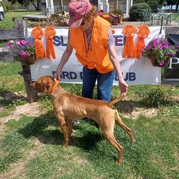 Finn - Vizsla