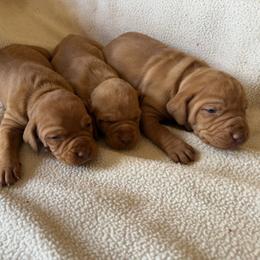 Girl 1 - Golden rust female Vizsla puppy in Albany, Texas from Big Country Kennels