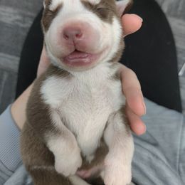 Siberian Husky Puppies from T and T Kennels