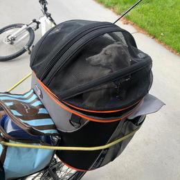 Italian Greyhound All Grown Up from Coccolare Italian Greyhounds