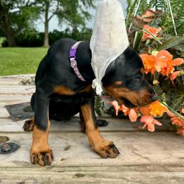 Jade - Black and rust female Doberman Pinscher puppy in Aplington, Iowa from Royal Dynasty Dobermann Kennel