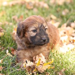 Rick - Red male Whoodle puppy in West Bend, Iowa from Blue Skies Terriers