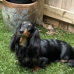 Haley - Dachshund