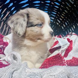 Noel - Miniature Australian Shepherd puppy from Sun & Moon Aussies