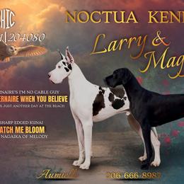 Great Dane puppies from Noctua Kennels