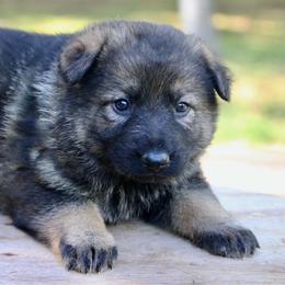Oxana - Sable female German Shepherd puppy in Cumming, Georgia from Cainedelup