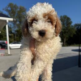 Liberty - Parti male Poodle puppy in Greensburg, Kentucky from Doodle Me Crazy