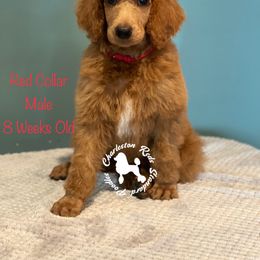 Poodle Puppies from Charleston Reds Standard Poodles