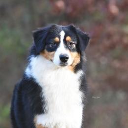 Andee - Australian Shepherd