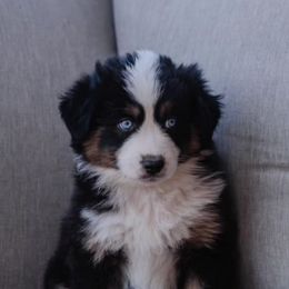 Australian Shepherds from BB Blu Aussies