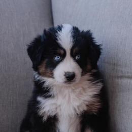 Australian Shepherds from BB Blu Aussies