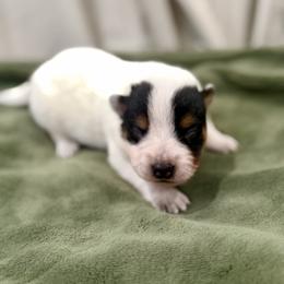 Optimus Prime - Blue male Australian Cattle Dog puppy in Rosharon, Texas from 4Surge Cattle Dogs