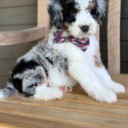 Atlas - Merle male Bernedoodle puppy in Runaway Bay, Texas from Green Ranch Doodles