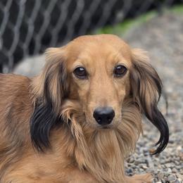 Sammy - Dachshund
