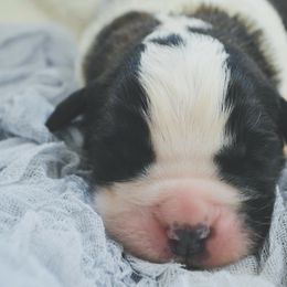 Saint Bernard Puppies from Atkinson Saint Bernards