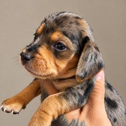 Dachshund and Pomeranian Puppies from Precious Paws by Jai