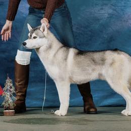 Jacques - Siberian Husky