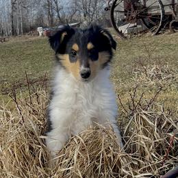 Duncan - Black white and tan male Collie puppy in Hinckley, Minnesota from Rusty Spur Collies