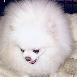 Blossom - Pomeranian