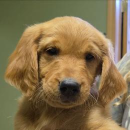 T N T - Dark golden male Golden Retriever puppy in Princeton, Minnesota from Bewitched Goldens