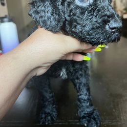 Goldendoodle and Saint Berdoodle Puppies from Golden Pond Doodle’s DFW