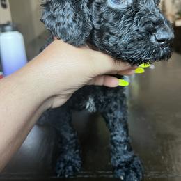 Goldendoodle and Saint Berdoodle Puppies from Golden Pond Doodle’s DFW