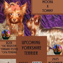Yorkshire Terrier puppies from YorkiesPawsLife
