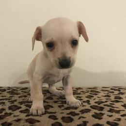 Cream - Cream and white female Chihuahua puppy in Mesa, Arizona from Sun Valley Chihuahuas & Malinois