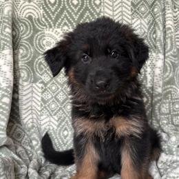 Moxie - Moxie - Black and red female German Shepherd puppy in Coplay, Pennsylvania from By My Side Germans Shepherds & Dobermans