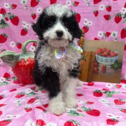Larry - Black and white male Aussiedoodle puppy in Corbin, Kentucky from Lightning K Kanine’s