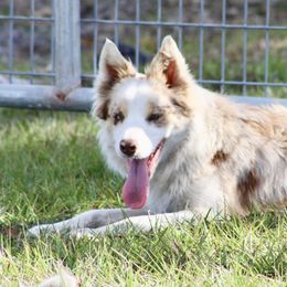 American Corgi, Border Collie, and Pembroke Welsh Corgi Puppies from Cowtown Corgis & Border Collies