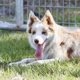American Corgi, Border Collie, and Pembroke Welsh Corgi Puppies from Cowtown Corgis & Border Collies