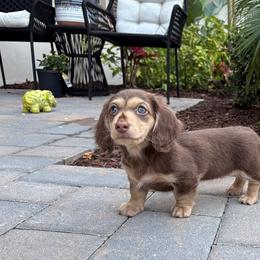 Dachshund Puppies from Sonshine's Southern Doxies