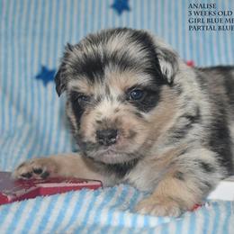 Analise - Blue merle female Miniature Australian Shepherd puppy in Patterson, North Carolina from DreamLine Aussies