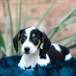 Male 4 - Piebald male Dachshund puppy in Childress, Texas from Taylor Farms