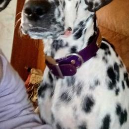 Dalmatian puppies from Cotton Top