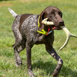 Halo - German Shorthaired Pointer