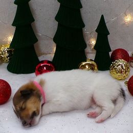 Pink Collar, Sable Headed White Female - White female Collie puppy in Gleason, Tennessee from Liberty Collies