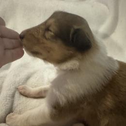 Cupid - Sable and white female Collie puppy in Morocco, Indiana from Collegiate Bassets and Rheign Collies