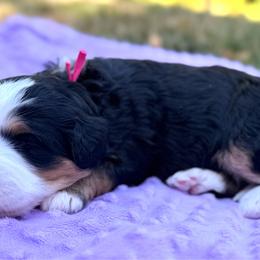 Sable - Tri-color female Bernedoodle puppy in Sandy, Oregon from MC Doodles