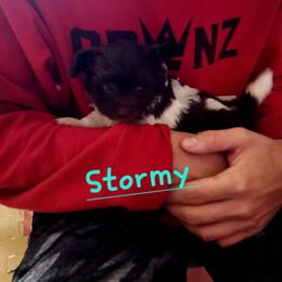 Stormy - Parti male Poodle puppy in Tyner, Kentucky from Tanner's Majestix Kennels