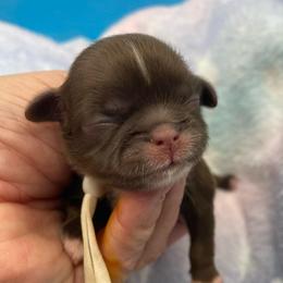 Beryl - white collar - Chocolate male Shih Tzu puppy in Clarksburg, West Virginia from Pilgrim Shih tzu