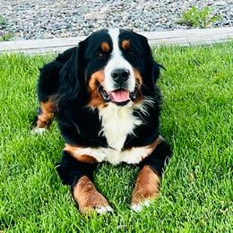 Thelma Lou - Bernese Mountain Dog