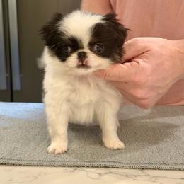 Boy 1 - Black tan and white male Japanese Chin puppy in Little Rock, Arkansas from Montra Japanese Chin & Cavalier King Charles Spaniels