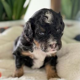 Pink Girl - Tri-color female Bernedoodle puppy in Fort Gibson, Oklahoma from Waggle Doodles