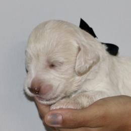 Black - Caramel cream female Australian Labradoodle puppy in Milton, North Carolina from Good Day Doodles