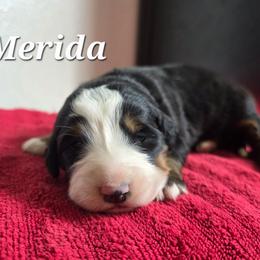 Merida - Black rust and white female Bernese Mountain Dog puppy in Blackfoot, Idaho from Draper Mountain Doodles