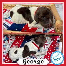 Boy 1 - Liver and white male German Shorthaired Pointer puppy in Spotsylvania Courthouse, Virginia from Ambitious Acres Kennels